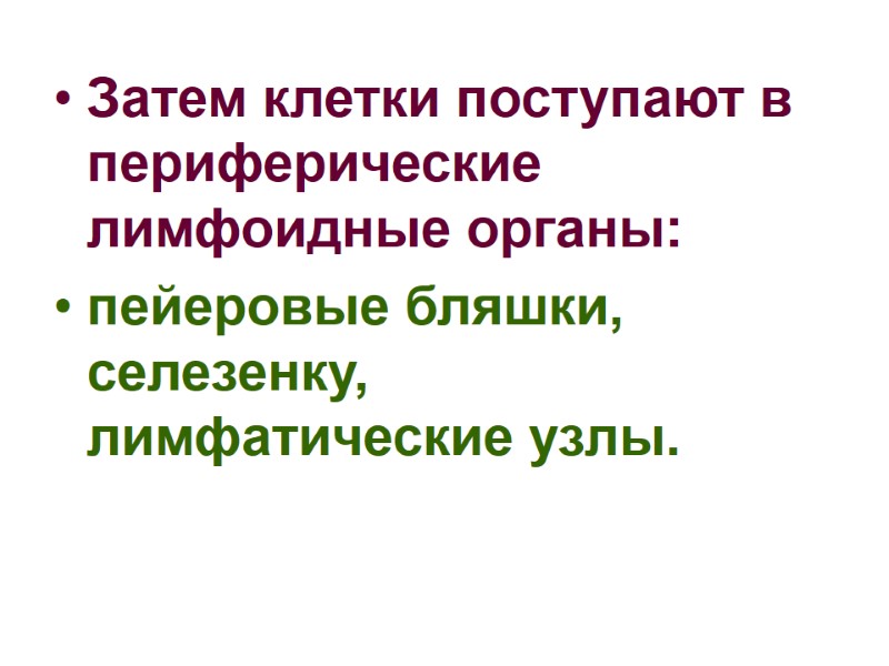 Затем клетки поступают в периферические лимфоидные органы:  пейеровые бляшки, селезенку, лимфатические узлы.
